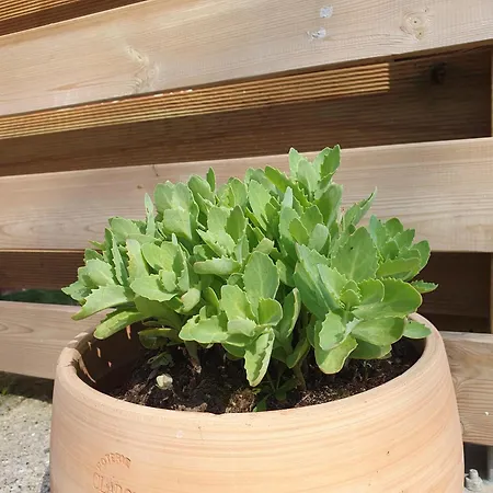 La Juliette L'etoile Filante Biville-sur-Mer